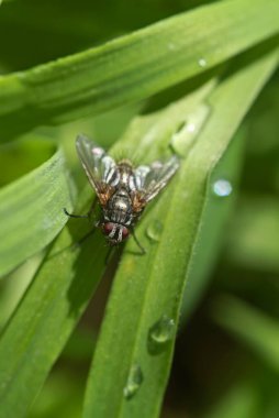 İtalya, Lazio, kırsal kesim, bir yaprak üzerinde uçuyor, bilimsel adı: Musca domestica
