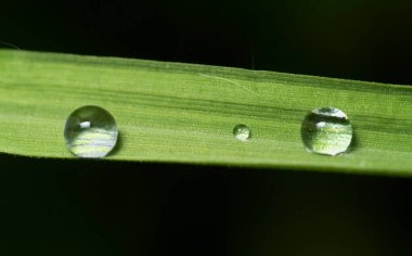 İtalya, Lazio, kırsal bölgeler, yaprağın üzerindeki yağmur damlaları