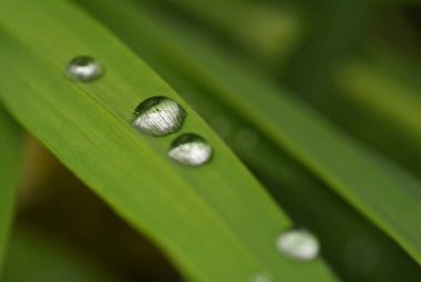 İtalya, Lazio, kırsal bölgeler, yaprağın üzerindeki yağmur damlaları