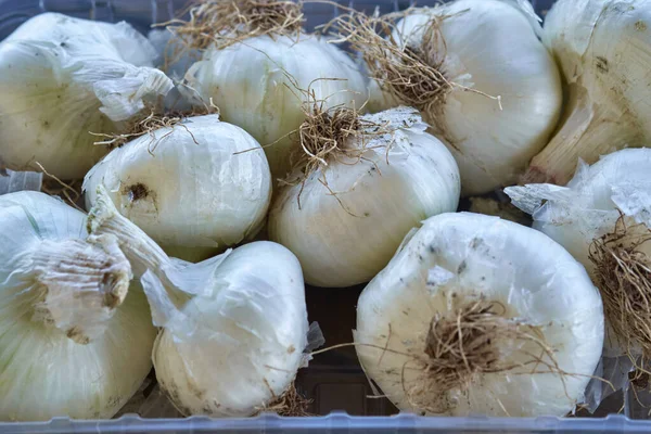 Alimentos Cebolas Brancas Num Recipiente Plático — Fotografia de Stock