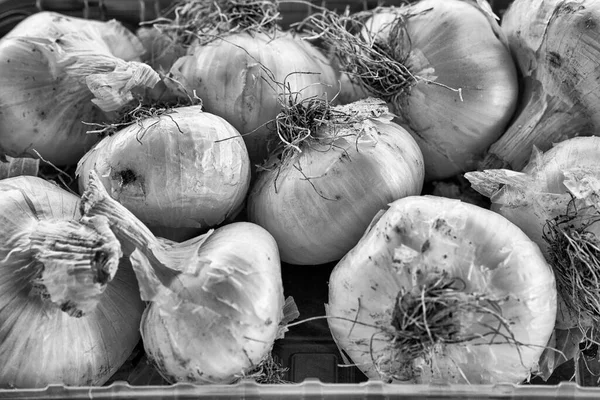 Alimentos Cebolas Brancas Num Recipiente Plático — Fotografia de Stock