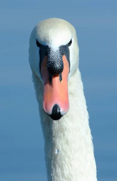 Itália Lago Bracciano Roma Cisne — Fotografia de Stock