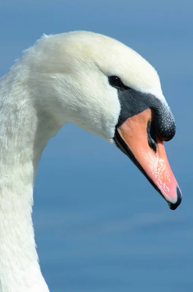 Itália Lago Bracciano Roma Cisne — Fotografia de Stock