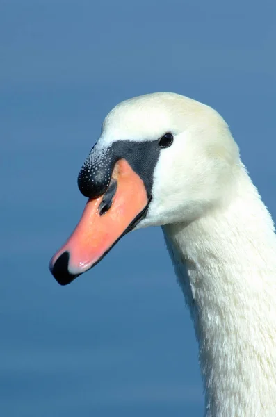 Itália Lago Bracciano Roma Cisne — Fotografia de Stock