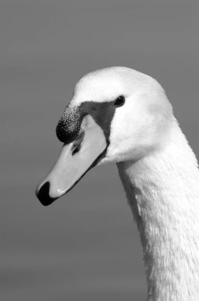 Italien See Von Bracciano Rom Schwan — Stockfoto