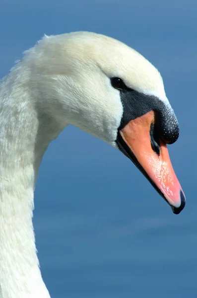 Italie Lac Bracciano Rome Cygne — Photo