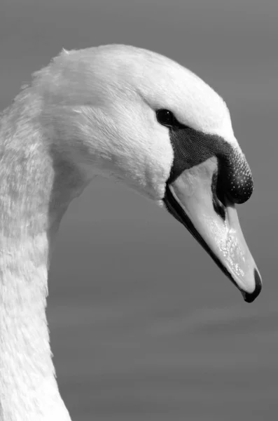 Italia Lago Bracciano Roma Cisne —  Fotos de Stock