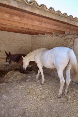 İtalya, Sicilya, Ragusa Eyaleti, kırsal kesimdeki bir çiftlik evinde at ve eşek.
