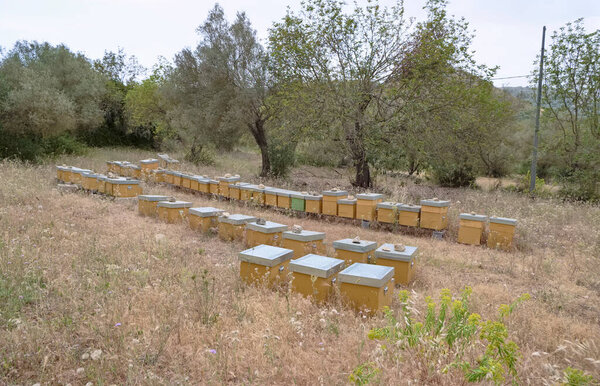 Italy, Sicily, Ragusa Province, beehives in the countryside