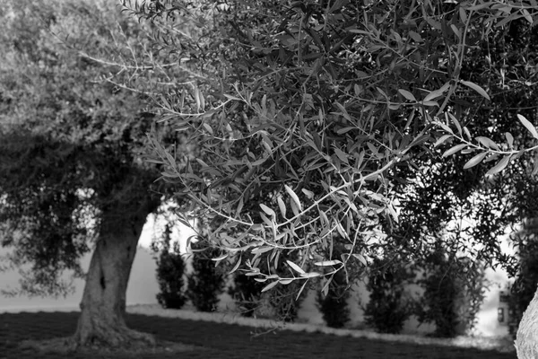 意大利西西里乡村花园里的橄榄树 — 图库照片
