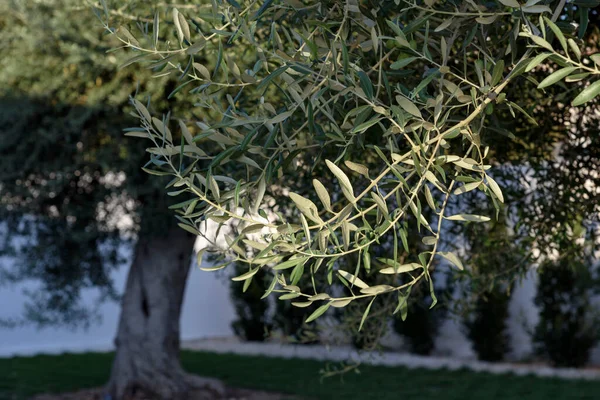 Italy, Sicily, countryside, olive trees in a garden