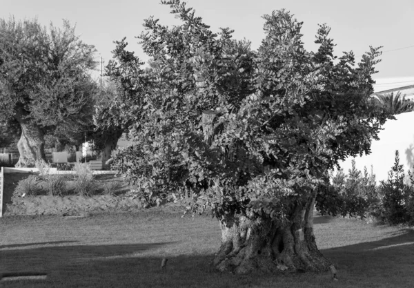 Italy Sicily Countryside Ragusa Province Carob Tree Garden — Stock Photo, Image