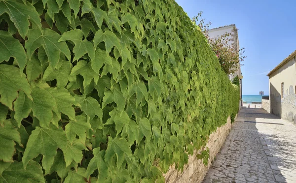 Italy Sicily Donnalucata Ragusa Province American Ivy External Stone Wall — Stock Photo, Image