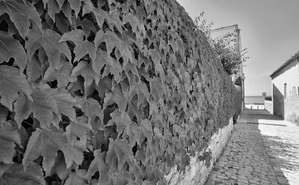 Italien Sizilien Donnalucata Provinz Ragusa Amerikanischer Efeu Der Steinmauer Eines — Stockfoto