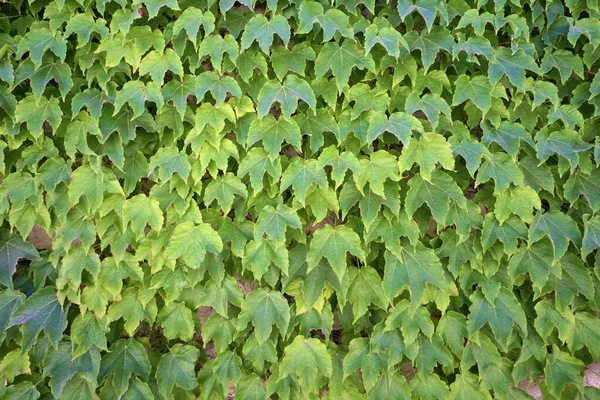 Italie Sicile Donnalucata Province Raguse Lierre Américain Sur Mur Extérieur — Photo