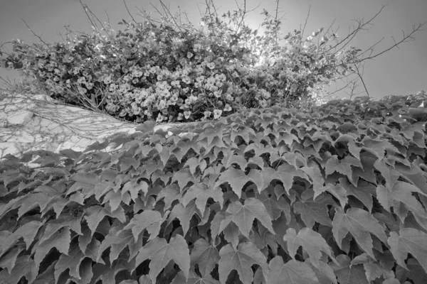 意大利 西西里 多纳卢卡塔 拉古萨省 紫布甘维拉和美洲常春藤植物在一个私人花园石墙上 — 图库照片