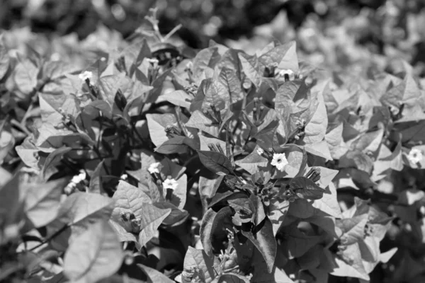 Italie Sicile Campagne Bouganvilliers Violets Plante Dans Jardin — Photo