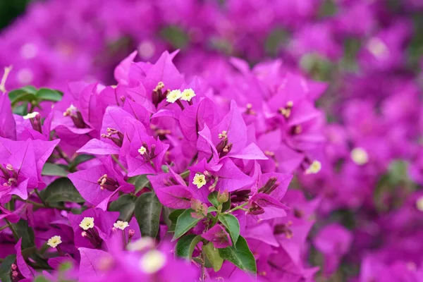 Italy Sicily Countryside Purple Bouganvilleas Plant Garden — Stock Photo, Image