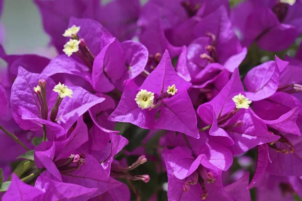 Italy Sicily Countryside Purple Bouganvilleas Plant Garden — Stock Photo, Image