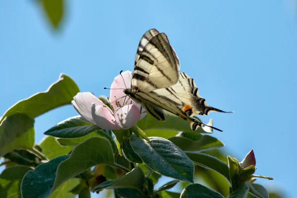 Italy Sicily Countryside Butterfly Flower — Stock Photo, Image