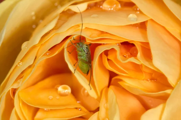 Italie Campagne Grillon Vert Intérieur Une Rose Jaune — Photo