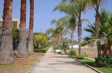 İtalya, Sicilya, Akdeniz, Playa Grande (Ragusa ili), deniz kenarında palmiye ağaçları