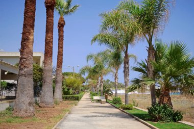 İtalya, Sicilya, Akdeniz, Playa Grande (Ragusa ili), deniz kenarında palmiye ağaçları