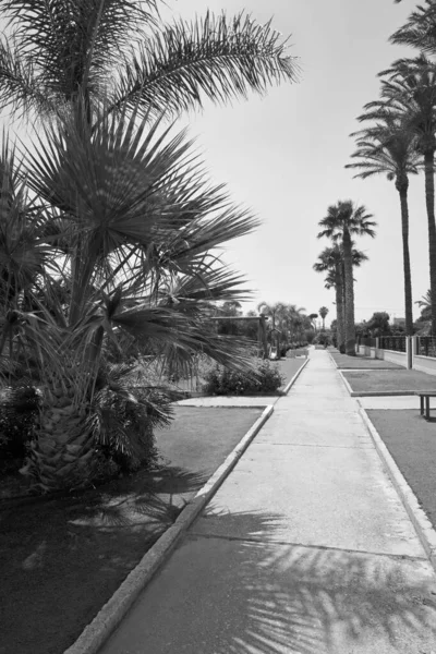 Itália Sicília Mar Mediterrâneo Playa Grande Província Ragusa Palmeiras Calçada — Fotografia de Stock