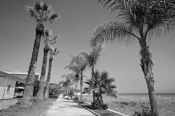 Itália Sicília Mar Mediterrâneo Playa Grande Província Ragusa Palmeiras Calçada — Fotografia de Stock