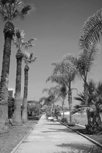 Italien Sicilien Medelhavet Playa Grande Ragusaprovinsen Palmer Vid Strandpromenaden — Stockfoto