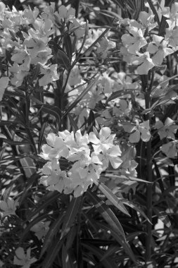 İtalya, Sicilya, Palya Grande (Ragusa Eyaleti), bir bahçede pembe çiçek ağacı