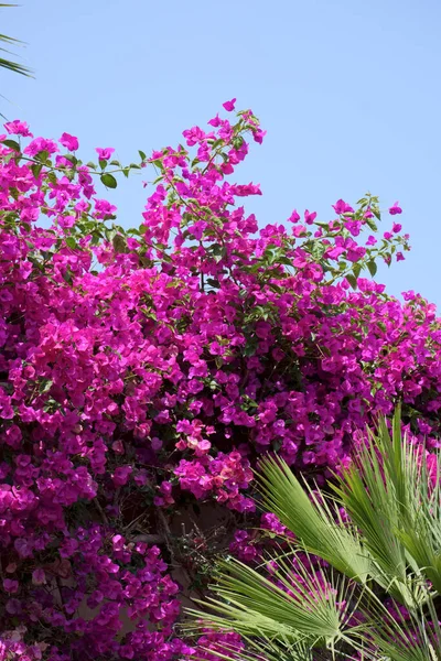 Italia Sicilia Donnalucata Provincia Ragusa Planta Bouganvilleas Púrpura Una Palmera —  Fotos de Stock