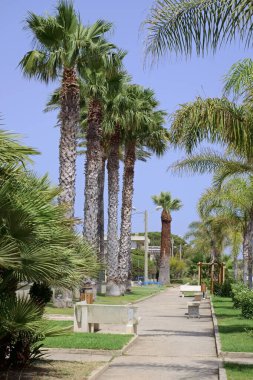 İtalya, Sicilya, Akdeniz, Playa Grande (Ragusa ili), deniz kenarında palmiye ağaçları