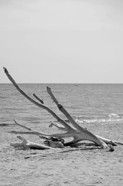 İtalya, Sicilya, Ragusa Eyaleti, Güneydoğu kıyıları, Akdeniz, kıyılarda deniz dalgaları tarafından taşınan civatalar.