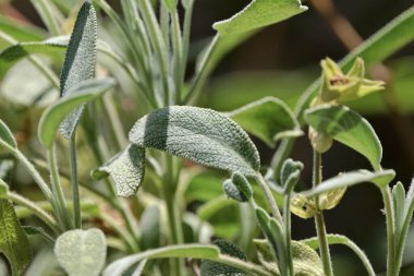 İtalya, Sicilya, adaçayı yaprakları bahçede.