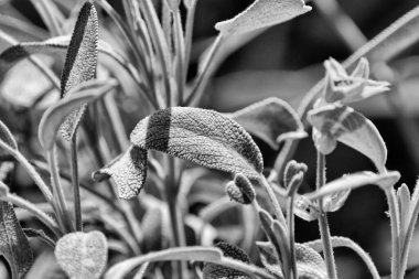 İtalya, Sicilya, adaçayı yaprakları bahçede.