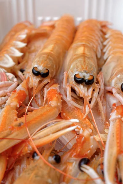 意大利西西里 未煮熟的地中海国王虾 Scampi 装在一个容器中 — 图库照片