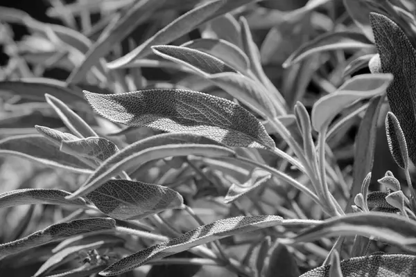 Italia Sicilia Foglie Salvia Giardino — Foto Stock