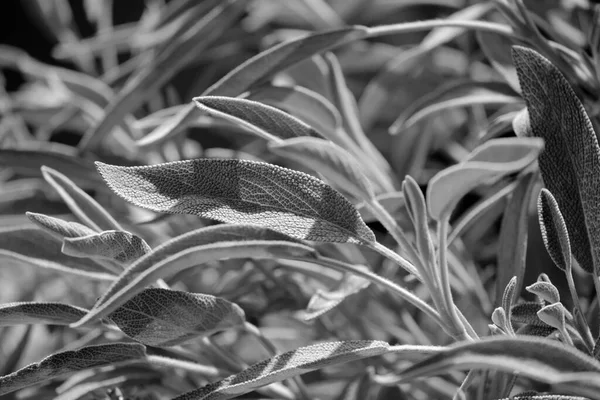 Italy Sicily Sage Plant Leaves Garden — Stock Photo, Image