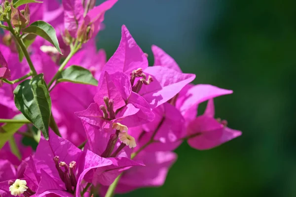 Italy Sicily Countryside Purple Bouganvilleas Plant Garden — Stock Photo, Image