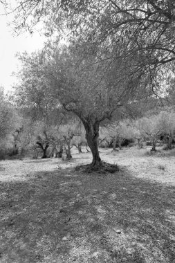 İtalya, Sicilya, kırsal, zeytin ağaçları