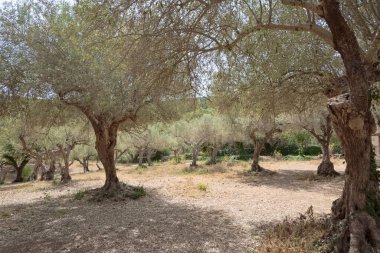 İtalya, Sicilya, kırsal, zeytin ağaçları