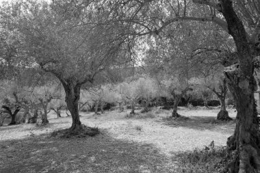 İtalya, Sicilya, kırsal, zeytin ağaçları