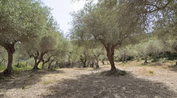 Itália Sicília Campo Oliveiras — Fotografia de Stock