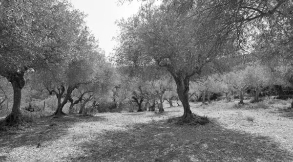 Italie Sicile Campagne Oliviers — Photo