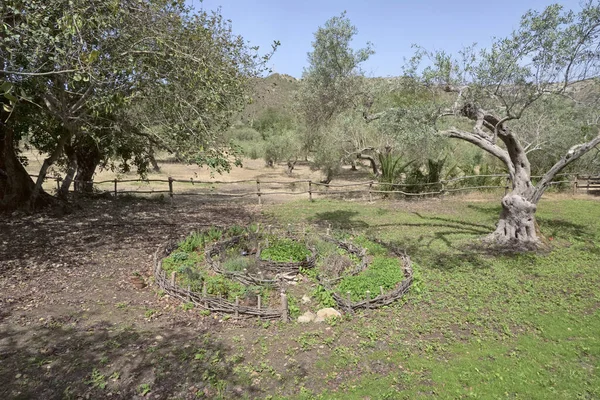 Italien Sicilien Landsbygd Olivträd — Stockfoto