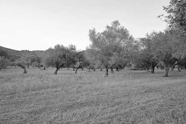 Italien Sicilien Landsbygd Olivträd — Stockfoto