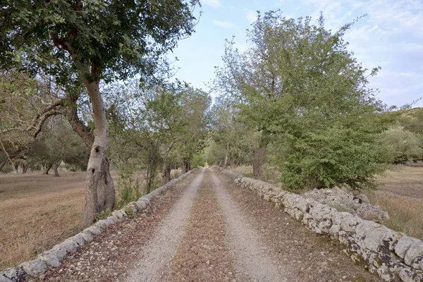 Włochy Sycylia Wieś Wiejskie Drogi Drzewa Oliwne — Zdjęcie stockowe