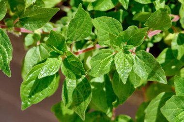 Yiyecek: Bahçede maydanoz yaprakları