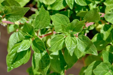 Yiyecek: Bahçede maydanoz yaprakları